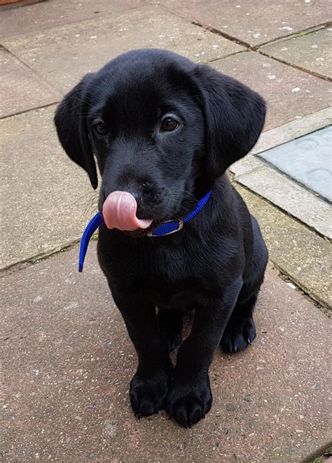 An older dog licking a puppy's privates will seem a bit strange, but there's a much deeper meaning but is licking another dog's privates really that much of a concern? My puppy licking his nose : aww