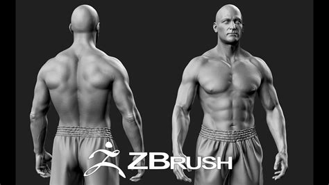 The human body can be broken down into different muscles and muscle groups, which can be worked and strengthened by exercise. Human Anatomy zbrush timelaspse - YouTube