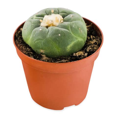 Check out our cactus work decor selection for the very best in unique or custom, handmade pieces from our shops. Lophophora Decipiens Is A New Species Of Peyote For The ...