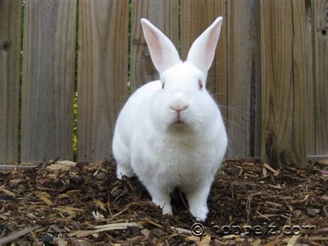 New zealand white rabbits have a condition called albinism, where the. Top ten bunny breeds 2019 | Pets Amino