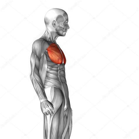 Anatomy is to physiology as geography is to history: Pectoralis Anatomy