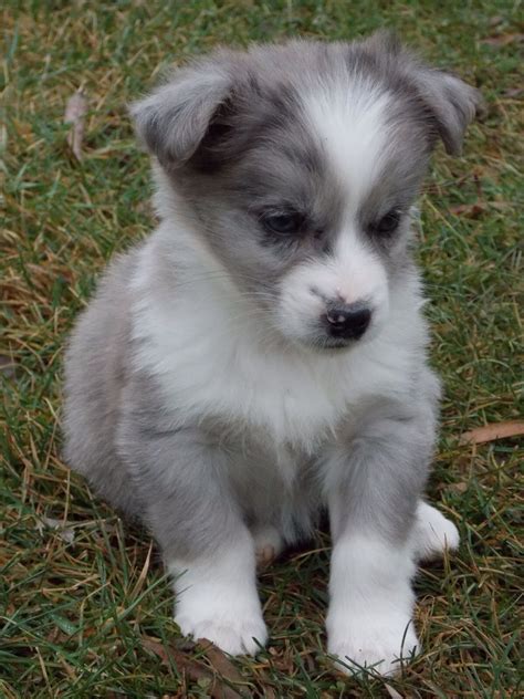Submitted 4 years ago by violateddolphin. Australian Shepherd Puppy | Puppies, Cute animals, Pets