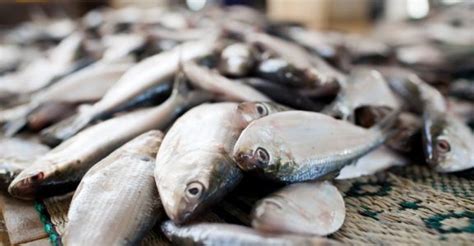 Which fish is sultan ibrahim ? Kerala suffers significant dip in sardine, mackerel catch