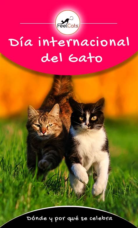 International cat day is a celebration which takes place on 8 august of every year. Pin en Día Internacional del Gato