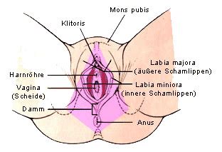 Vagina (Scheide) - inneres weibliches Geschlechtsorgan ...