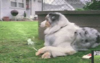 What does traditional doggy style look like? Smoking Dog GIFs - Find & Share on GIPHY