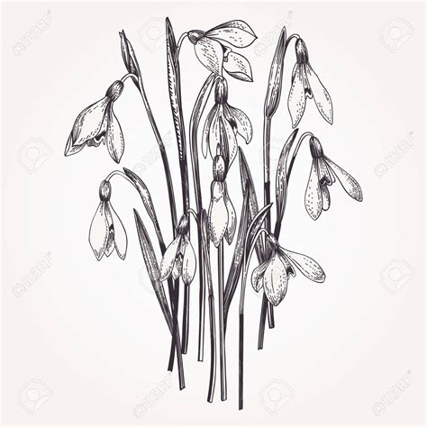 They are symbolic of spring, purity and religion. Pin on spring