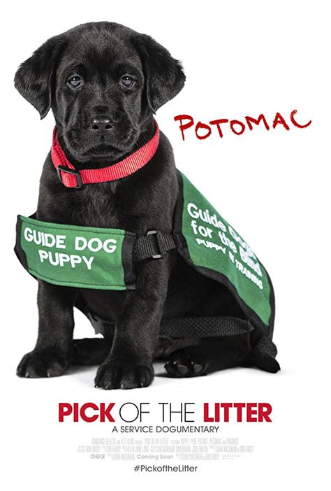One comment on pick of the litter (2018). Pick of the Litter 2018 Watch Full Movie in HD - SolarMovie