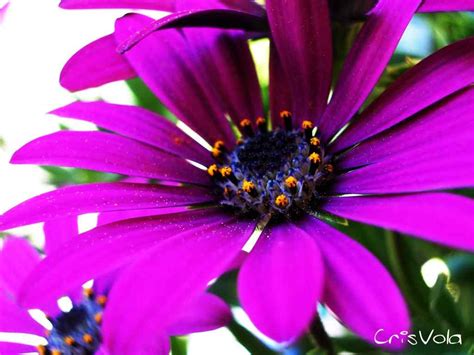 Foto di fiori bellissimi, immagini di fiori da scaricare, foto di un mazzo di fiori, immagini di felice giornata: Immagini Di Fiori Bellissimi Da Scaricare Gratis ...