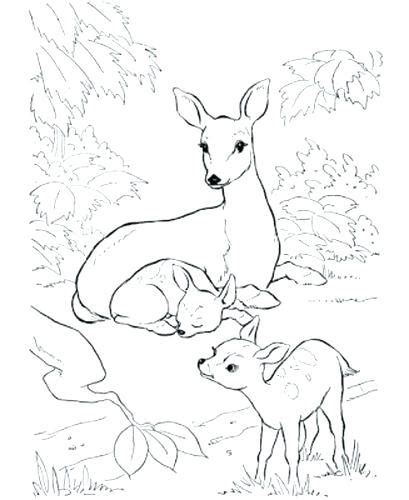 Applique patronen quiltpatronen bambi baby hert illustratie afdrukbaarheden feltro. Baby Hertje Kleurplaat : Animales para colorear: Ciervas ...