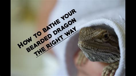 Place a bath towel in the bottom of your kitchen sink. Bearded Dragon Care: How to Give Your Bearded Dragon a ...