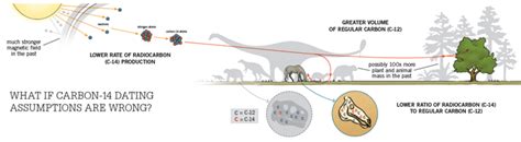 Carbon dating is a dating technique predicated upon three things: A Creationist Puzzle | Answers in Genesis