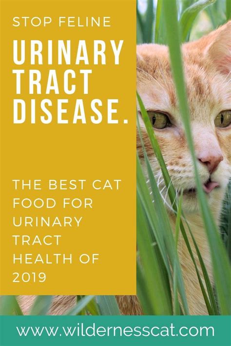 I'm having a really hard time finding good reviews that i can trust. What is the Best Urinary Cat Food? Best Cat Food for ...