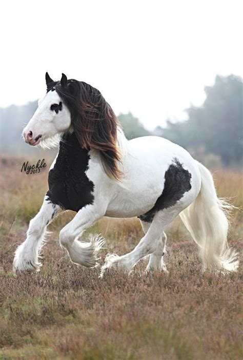 Tinker, is a ranged intelligence hero with an amazing level of mobility. STER Tinker / Irish Cob hengst Janesho SvG - ook op KI ...