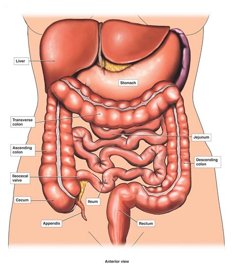 Female Reproductive Organs Diagram — UNTPIKAPPS