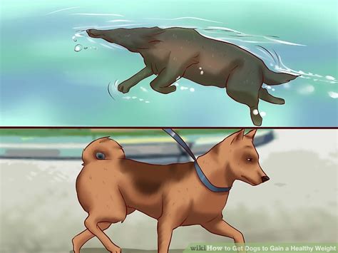 Check spelling or type a new query. How to Get Dogs to Gain a Healthy Weight: 10 Steps (with ...