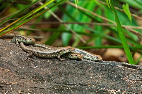 Egernia frerei günther, 1897 hortonia oakesi wells & wellington, 1985 hortonia shinei wells & wellington, 1985. Young major skink 'nursery', Bellatorias frerei | Ross ...