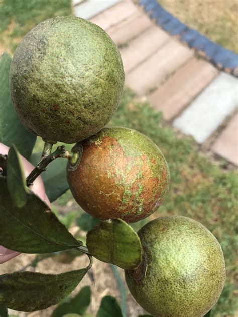 Lemonade fruit is ripe when it comes easily off the tree. Forum: Lemonade Tree Disease