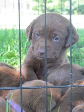 For our other services, please see our fee schedule here. Adorable and Affordable Chocolate Lab puppies for sale for ...