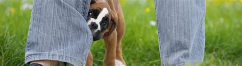 Whenever a puppy becomes a member of the family. Best Products for Nipping and Teething Puppies