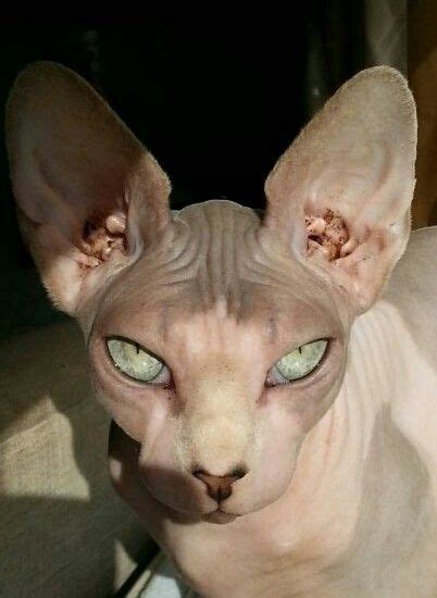 This cat is one of the most unusual breeds that appeared in 1980 in. Chopard … | Cats, Cute hairless cat, Cat breeds ragdoll