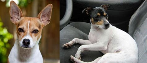 The rat terrier's ancestors probably included manchester terriers, smooth fox terriers, old english white terriers, and bull terriers, among others. Rat Terrier vs Chilean Fox Terrier - Breed Comparison