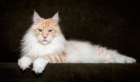 125k likes · 182,717 talking about this. White Wolf : Glorious Photos of Maine Coon Cats Who Look ...