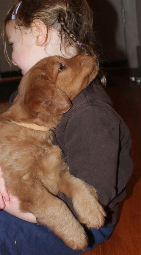 Your golden retriever puppy is the cutest, sweetest little girl.until she starts to bite. Blog Archives - Page 16 of 27 - Windy Knoll Golden Retrievers