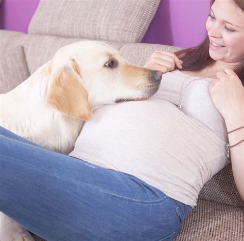 3 looking for early signs of pregnancy. How dogs protect unborn babies. Pregnant women may be ...