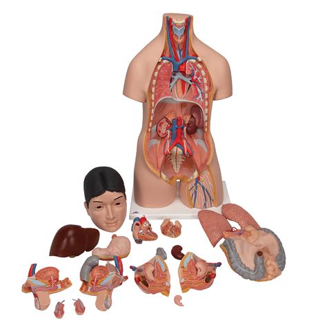 Understand the human torso with full + half sized models of the muscles, body structures + organs. Human Torso Model - Life-Size Torso Model - Anatomical ...
