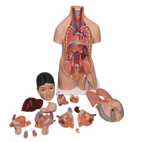 The body part definitions are arranged from the top of the model to the bottom and from the outside of the model to the inside. Human Torso Model - Life-Size Torso Model - Anatomical ...