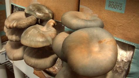 Well unlike us it's not the coffee that attracts them, it's the warm temperature and other attractive features. Grow Your Own Mushrooms in Used Coffee Grounds - YouTube