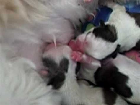 Newborn puppies are only able to feed by suckling from their mother (or if not possible, a commercial milk puppy care tips. Shih Tzu puppies 2007 new born 9 hour old - YouTube