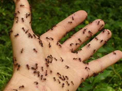 Sie nach sich ziehen also ein problem mit ihren gartenschädlingen und haben was auch immer versucht, was ihnen einfällt; Ameisenplage im Garten bekämpfen: Hausmittel & Ameisengift