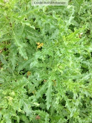 Canada thistle 3 108 extensionextension. Vegetable Freak: How to Kill Thistles