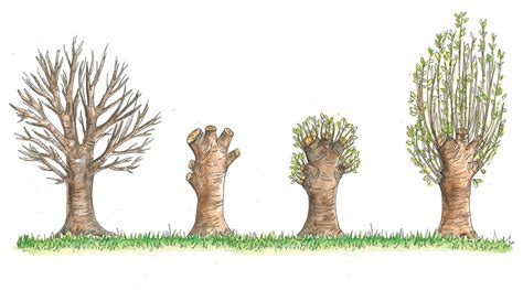 A pruning method where the new growth of a tree is cut back to the. Guide to managing an established on-farm woodland ...