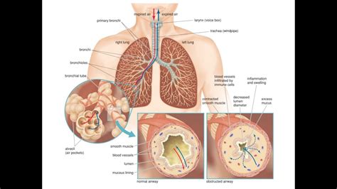 Learn all about the anatomy and physiology of the human heart with an interactive diagram and detailed descriptions of the organ and its parts. Respiration Class 10 - YouTube