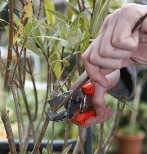 Wenn du ihn aber stutzt, wirst du im nächsten jahr auf blüten verzichten müssen. Oleander Schneiden Im Frühjahr - Blogdejust