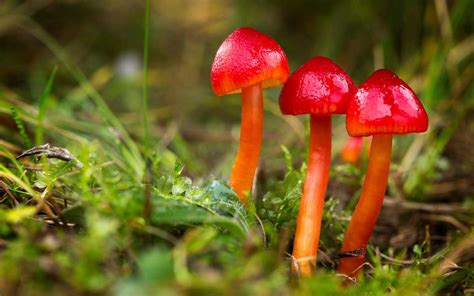 4 Ways mushroom mycelium challenges our definitions of intelligence.