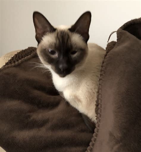 Like the blue, the chocolate point siamese is a genetic variation or a dilution of the original seal point male vs female. Pin by Lori Sexton on Chocolate Point & Seal Point Siamese ...
