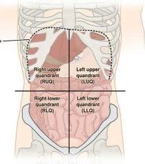 9 anatomical quadrants, anatomical quadrants and regions, anatomical quadrants of the abdomen, anatomical quadrants of the body, four abdominal quadrants, human anatomy. Which of the following is the reference point where the body quadrants of the torso is ...