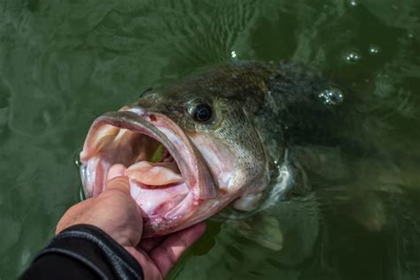 We did not find results for: Kentucky Lake and Lake Barkley Fishing | Early American ...