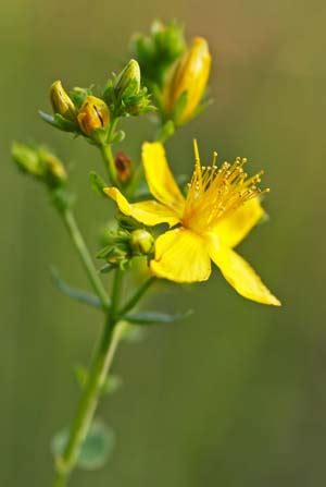 It is the signature move of comfey. Healing Flowers - Gardening - Mother Earth Living