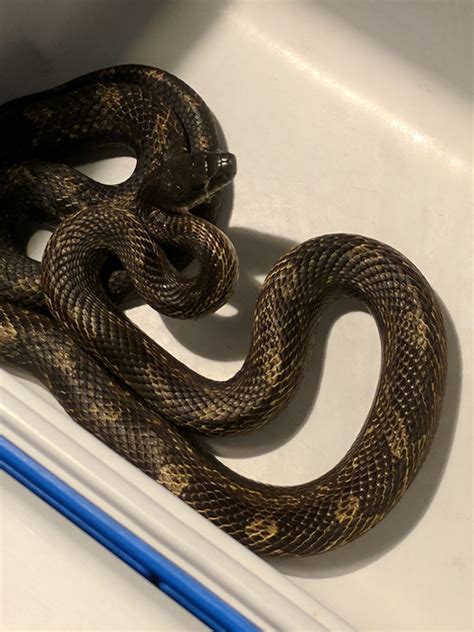Alibaba.com offers 4,755 ceiling vent products. Please ID: snakes that keep falling out of my ceiling ...