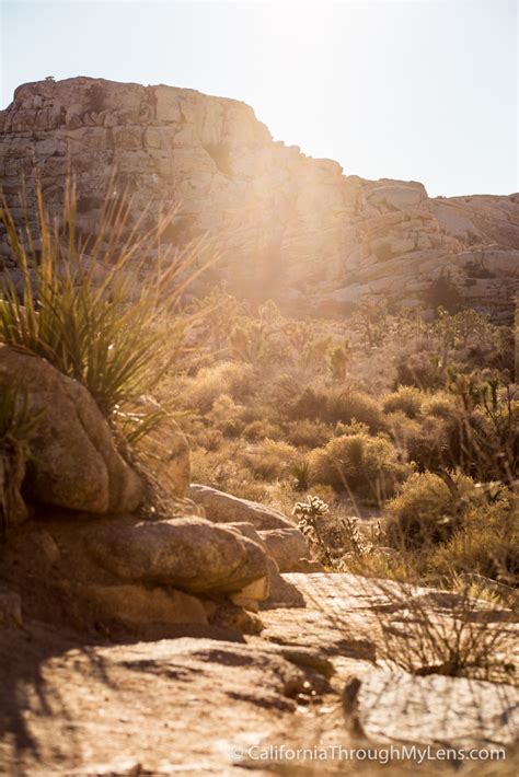 California — joshua tree national park. Barker Dam Trail: Joshua Tree National Park - California ...