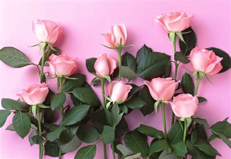 [lengkap} menyajikan aneka gambar bunga mawar (rose) cantik, indah + klasifikasi bunga mawar berdasarkan kelas gambar bunga mawar (rose) cantik beserta klasifikasi & jenisnya lengkap. Gambar Bunga Mawar Pink dan Daunnya | Mawar cantik, Mawar ...