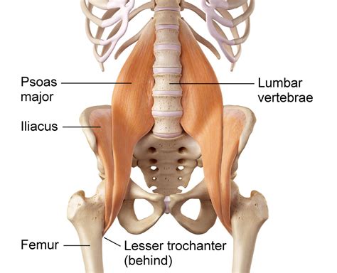 It is located in the lower abdomen in front of the just above the pubic spines on either side are the external abdominal rings, which are openings in the the right subcostal margin corresponds to the lower limit of the liver, while the right nipple is about. psoas syndrome : causes , symptoms , diagnosis & treatment