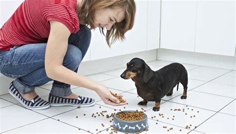 Why are you considering a raw. 15 Tips on Diabetic Dog Food and How to Feed Dogs with ...