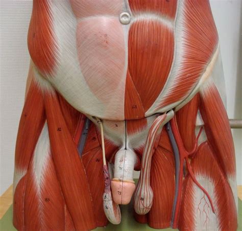 The groin muscles are a group of muscles situated high on the leg in the inner thigh. Groin Muscles Diagram Anatomy Of Groin Muscles Muscles Of ...