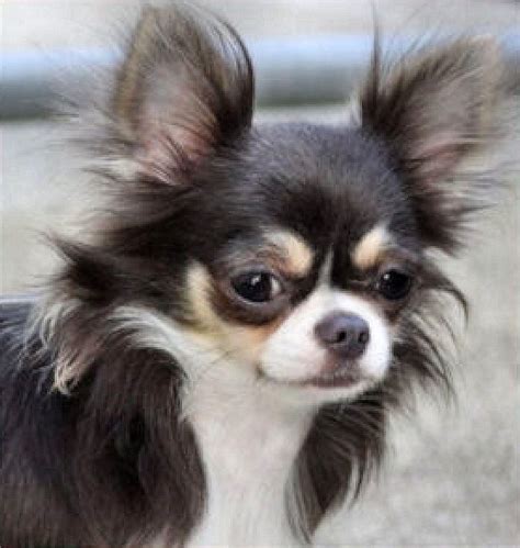Long Island Chihuahuas – Sette's Chihuahuas of Long Island, NY